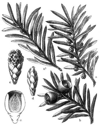 Taxus baccata (Eibenbaum). a Zweig mit mnnlichen, a' mit weiblichen Blten, b Zweig mit Frchten, c mnnliche Blte, d weibliche Blte, e Frucht im Lngsschnitt.