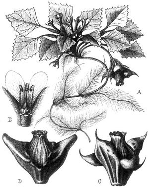 Trapa natans (Wassernuß). A Ganze Pflanze, B Blüte im Längsschnitt, C Frucht; D Frucht von T. natans var. verbanensis.