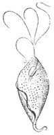 Fig. Trichomonas vaginalis.