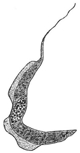 Trypanosoma Brucei. Stark vergrert.