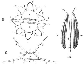 A Doppelachenium von Chaerophyllum; B Durchschnitt durch die beiden Teilfrchtchen von Aethusa, C durch eins von Daucus.