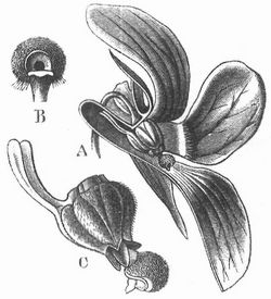 A Blte von Viola, durchschnitten; B kopffrmiges Ende des Griffels; C Fruchtknoten, vom Antherenkegel umgeben.