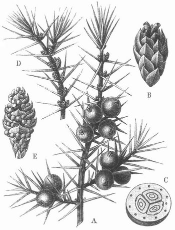 Wacholder (Juniperus communis). A Weiblicher Zweig mit Blten und Frchten, B weibliche Blte, C Frucht im Querschnitt, D mnnlicher Zweig, E mnnliche Blte.