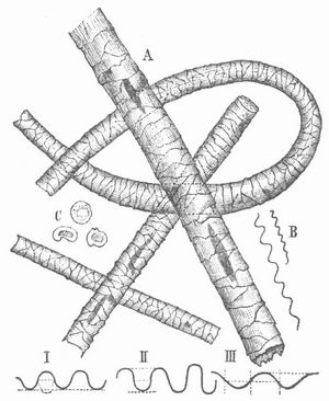 Fig. 1. A Wollhaar, 200mal vergr., B Kräuselung, C Querschnitt. I normalbogig, II hochbogig, III flachbogig.