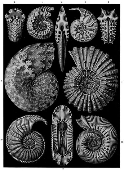 Ammoniten.