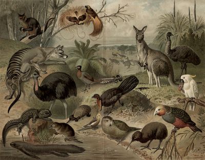 Australische Fauna.