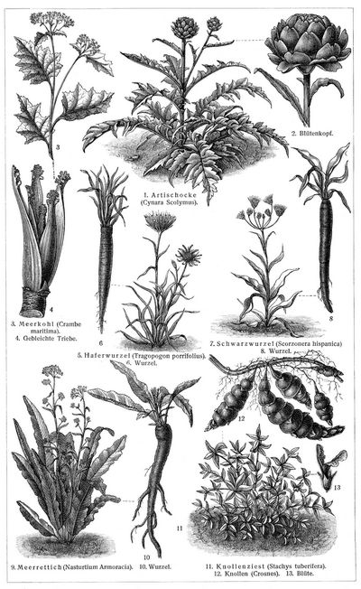 Gemsepflanzen II. (Die Beschreibung der Pflanzen siehe unter den lateinischen Gattungsnamen.)