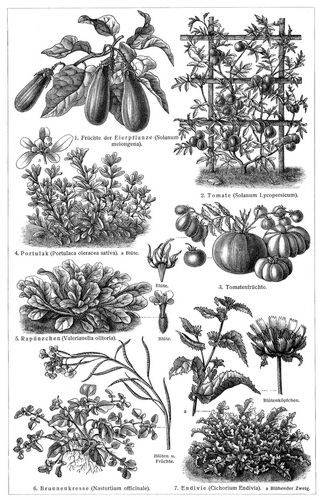 Gemsepflanzen III. (Die Beschreibung der Pflanzen siehe unter den lateinischen Gattungsnamen.)