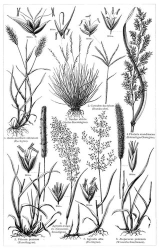 Grser I. (Die Beschreibung der Pflanzen siehe unter den lateinischen Gattungsnamen.)