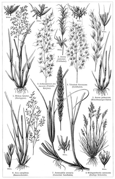 Grser II. (Die Beschreibung der Pflanzen siehe unter den lateinischen Gattungsnamen.)