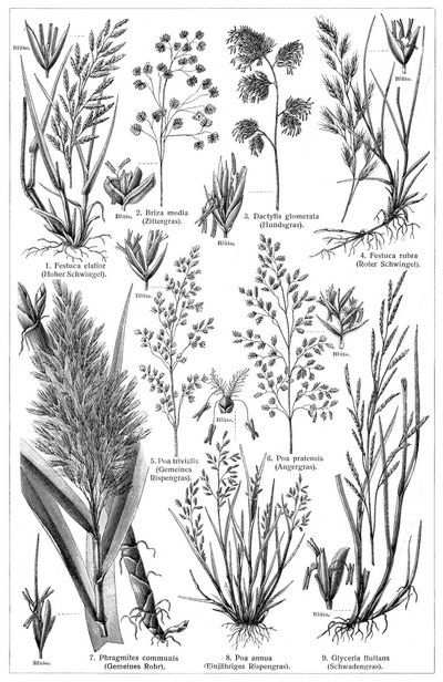 Grser III. (Die Beschreibung der Pflanzen siehe unter den lateinischen Gattungsnamen.)