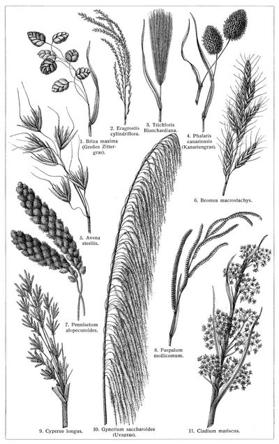 Grser VI. (Ziergrser fr Trockenstue. Die Beschreibung der Pflanzen siehe unter den lateinischen Gattungsnamen.)