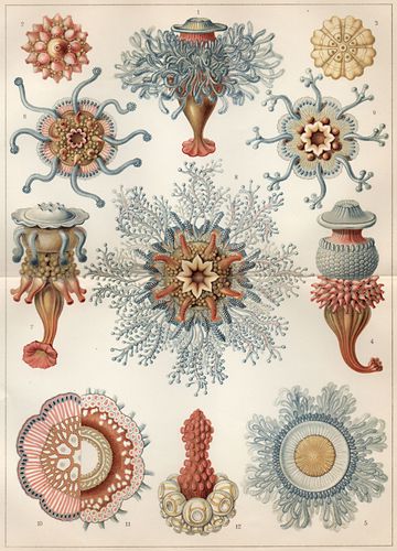 Hydromedusen: Rhrenquallen (Siphonophoren). (Aus E. Haeckels ›Kunstformen der Natur‹.)