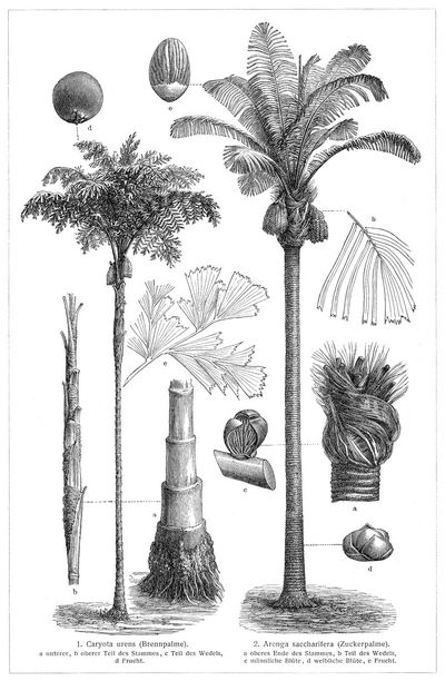 Palmen I. Die Beschreibung siehe unter den lateinischen Gattungsnamen.