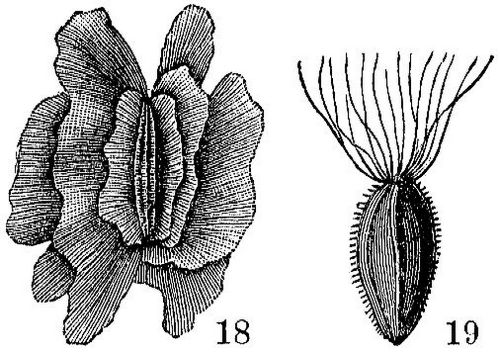 18. Paulownia tomentosa. 5/1._– 19. Epilobium angustifolium (Weidenrschen). 4/1.