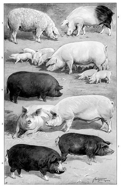 Schweine II.
