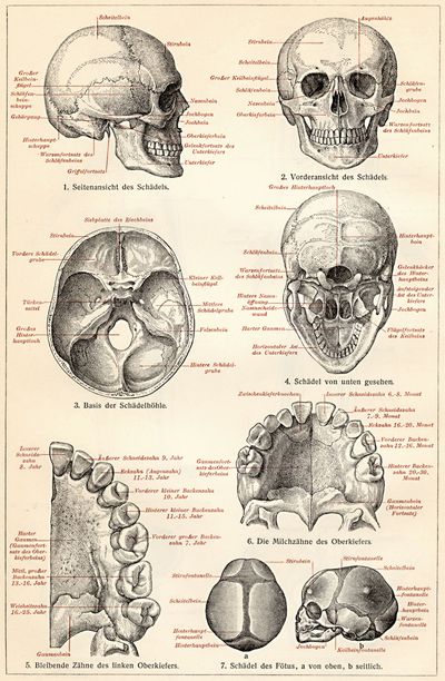 Skelett des Menschen II. Der Schdel.