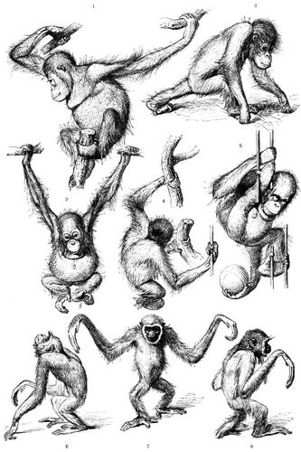 Stellungen verschiedener Menschenaffen. (Erstes Blatt.) 1-5 Tschego, 6-8 Schimpanse.