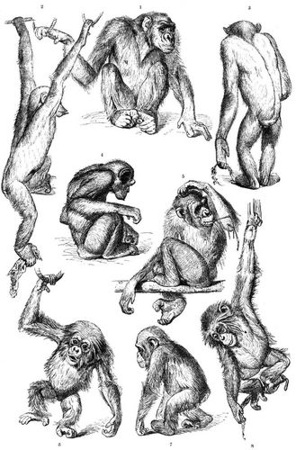 Stellungen verschiedener Menschenaffen. (Zweites Blatt.) 1-5 Orang-Utan, 6-8 Gibbon.