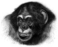 Brehm, Alfred/Brehms Thierleben/Sugethiere/Erste Reihe: Handthiere/Erste Ordnung: Hochthiere (Primates)/Zweite Familie: Altweltsaffen (Catarrhini)/1. Sippe: Pongos (Anthropopithecus)/Schimpanse (Anthropopithecus troglodytes)