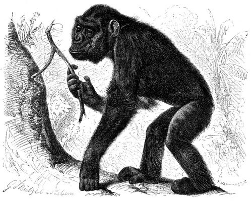 Tschego (Anthropopithecus Tschego), jung.