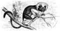 Brehm, Alfred/Brehms Thierleben/Sugethiere/Erste Reihe: Handthiere/Erste Ordnung: Hochthiere (Primates)/Vierte Familie: Krallenaffen (Arctopitheci)/2. Sippe: Tamarins (Midas)/Silberffchen (Hapale argentata)