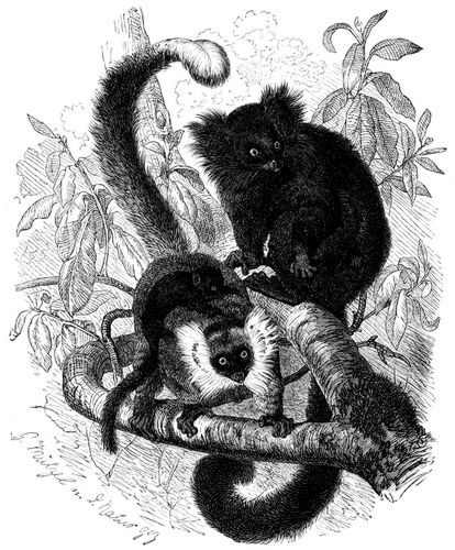 Mohrenmaki (Lemur macaco). 1/6 natürl. Größe.