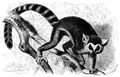 Brehm, Alfred/Brehms Thierleben/Sugethiere/Erste Reihe: Handthiere/Zweite Ordnung: Halbaffen oder Aeffer (Hemipitheci oder Prosimii)/Erste Familie: Lemuren (Lemuridae)/3. Sippe: Makis (Lemur)/Mongoz (Lemur Mongoz)