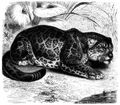 Brehm, Alfred/Brehms Thierleben/Sugethiere/Zweite Reihe: Krallenthiere/Vierte Ordnung: Raubthiere (Carnivora)/Erste Familie: Katzen (Felidae)/5. Sippe: Pardel (Leopardus)/Jaguar (Leopardus Onza)