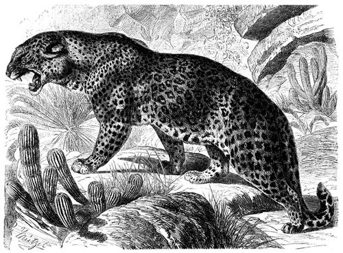 Leopard (Leopardus antiquorum). 1/12 natürl. Größe.