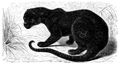 Brehm, Alfred/Brehms Thierleben/Sugethiere/Zweite Reihe: Krallenthiere/Vierte Ordnung: Raubthiere (Carnivora)/Erste Familie: Katzen (Felidae)/5. Sippe: Pardel (Leopardus)/Sundapanther (Leopardus variegatus)