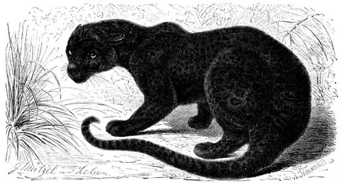 Sundapanther (Leopardus variegatus). Schwarze Spielart. 1/12 natürl. Größe.