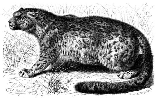 Irbis (Leopardus Irbis). 1/10 natürl. Größe.