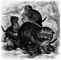 Brehm, Alfred/Brehms Thierleben/Sugethiere/Zweite Reihe: Krallenthiere/Vierte Ordnung: Raubthiere (Carnivora)/Erste Familie: Katzen (Felidae)/7. Sippe: Katzen (Felis)/Wildkatze (Felis catus)