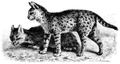 Brehm, Alfred/Brehms Thierleben/Sugethiere/Zweite Reihe: Krallenthiere/Vierte Ordnung: Raubthiere (Carnivora)/Erste Familie: Katzen (Felidae)/7. Sippe: Katzen (Felis)/Serwal (Felis Serval)