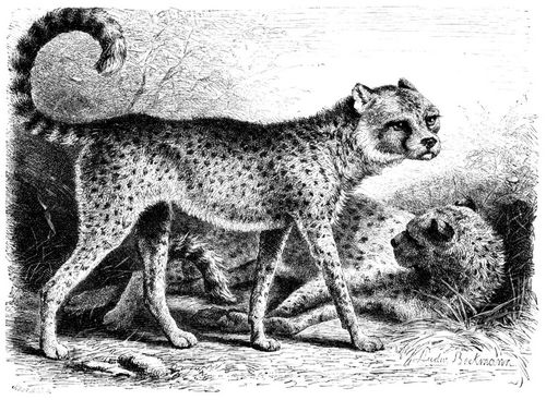 Gepard oder Fahhad (Cynailurus guttatus). 1/10 natürl. Größe.