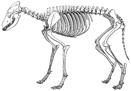 Geripp des Wolfes. (Aus dem Berliner anatomischen Museum.)