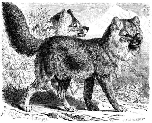 Alpenwolf (Canis alpinus). 1/8 natürl. Größe.