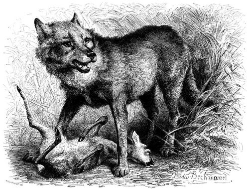 Wolf (Canis lupus). 1/9 natürl. Größe.