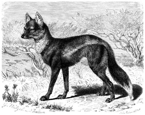 Streifenwolf (Canis adustus). 1/8 natürl. Größe.