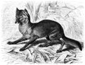 Brehm, Alfred/Brehms Thierleben/Sugethiere/Zweite Reihe: Krallenthiere/Vierte Ordnung: Raubthiere (Carnivora)/Zweite Familie: Hunde (Canidae)/2. Sippe: Wlfe (Canis Lupus)/Schakal (Canis aureus)