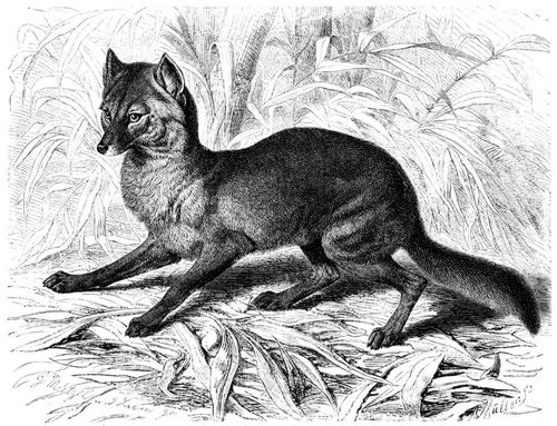 Schakal (Canis aureus). 1/6 natürl. Größe.