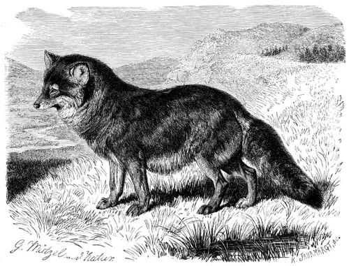 Heulwolf (Canis latrans). 1/9 natürl. Größe.
