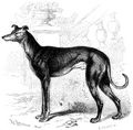 Brehm, Alfred/Brehms Thierleben/Sugethiere/Zweite Reihe: Krallenthiere/Vierte Ordnung: Raubthiere (Carnivora)/Zweite Familie: Hunde (Canidae)/6. Sippe: Haushunde (Canis familiaris)/Windhund (Canis familiaris grajus)