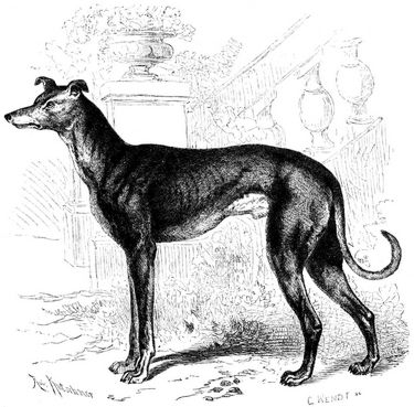 Windhund (Canis familiaris grajus). 1/10 natrl. Gre.