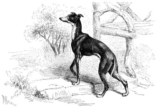 Italienischer Hund (Canis familiaris grajus italicus). 1/9 natürl. Größe.