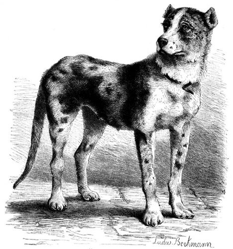 Dänischer Hund (Canis familiaris danicus). 1/10 natürl. Größe.