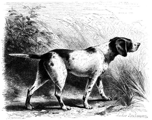 Vorstehhund (Canis familiaris avicularius). 1/10 natürl. Größe.