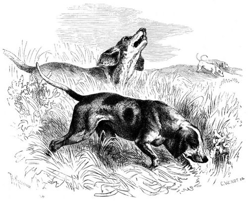 Fuchshund (Canis familiaris sagax vulpicapus). 1/10 natürl. Größe.