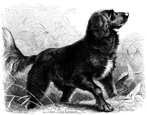 Wasserhund (Canis familiaris hirsutus aquatilis). 1/8 natürl. Größe.